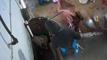 Cow stunning - A cow opens their eyes after being shot with a bolt gun. - Captured at Crows Nest Meatworks, Crows Nest QLD Australia.