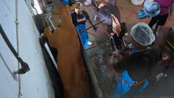 A cow attempts to jump out of the knockbox - Able to see and smell death ahead of them, many cows attempted to escape the knockbox by jumping up and trying to climb the sides. - Captured at Crows Nest Meatworks, Crows Nest QLD Australia.