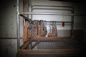 Shackles in kill room - Shackles are used to hang animals on a shackle line so their bodies can be dismembered. - Captured at Crows Nest Meatworks, Crows Nest QLD Australia.