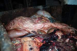 A dumpster filled with body parts and organs - At the end of each kill day, dumpsters filled with body parts and organs are filled and placed outside the slaughterhouse. These sit open and uncovered, attracting scavengers. - Captured at Crows Nest Meatworks, Crows Nest QLD Australia.