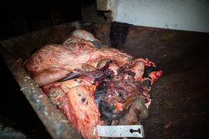 A dumpster filled with body parts and organs - At the end of each kill day, dumpsters filled with body parts and organs are filled and placed outside the slaughterhouse. These sit open and uncovered, attracting scavengers. - Captured at Crows Nest Meatworks, Crows Nest QLD Australia.