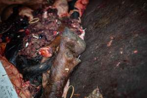 A dumpster filled with body parts and organs - At the end of each kill day, dumpsters filled with body parts and organs are filled and placed outside the slaughterhouse. These sit open and uncovered, attracting scavengers. - Captured at Crows Nest Meatworks, Crows Nest QLD Australia.