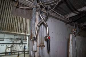 Electric stunning device hangs in kill pen - Captured at Crows Nest Meatworks, Crows Nest QLD Australia.