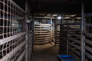 A view of the holding pens - Captured at Crows Nest Meatworks, Crows Nest QLD Australia.