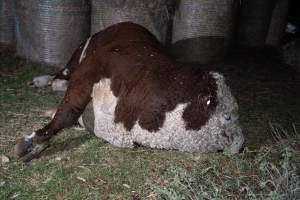 A dead bull near unloading ramp - Investigators found a dead bull lying near the unloading ramps with blood in his nostrils. He had likely died on the transport truck or during unloading. - Captured at Crows Nest Meatworks, Crows Nest QLD Australia.