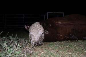 A dead bull near unloading ramp - Investigators found a dead bull lying near the unloading ramps with blood in his nostrils. He had likely died on the transport truck or during unloading. - Captured at Crows Nest Meatworks, Crows Nest QLD Australia.