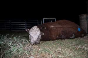 A dead bull near unloading ramp - Investigators found a dead bull lying near the unloading ramps with blood in his nostrils. He had likely died on the transport truck or during unloading. - Captured at Crows Nest Meatworks, Crows Nest QLD Australia.