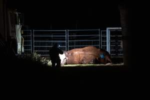 Investigator films a dead bull - Investigators found a dead bull lying near the unloading ramps with blood in his nostrils. He had likely died on the transport truck or during unloading. - Captured at Crows Nest Meatworks, Crows Nest QLD Australia.