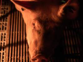 Sow in farrowing crate - Captured at Kia-Ora Piggery, Yarrawalla VIC Australia.