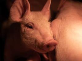 Piglet in farrowing crate - A piglet lies next to their mother in the farrowing crate - Captured at Kia-Ora Piggery, Yarrawalla VIC Australia.