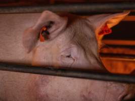 Sow in farrowing crate - Captured at Kia-Ora Piggery, Yarrawalla VIC Australia.