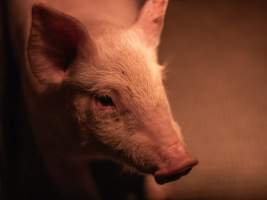 Piglet in farrowing crate - A piglet lies next to their mother in the farrowing crate - Captured at Kia-Ora Piggery, Yarrawalla VIC Australia.