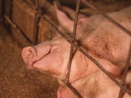 Injured sow in group housing - A sow with scratches lies in a group housing pen - Captured at Kia-Ora Piggery, Yarrawalla VIC Australia.