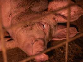 Injured sow in group housing - A sow with scratches lies in a group housing pen - Captured at Kia-Ora Piggery, Yarrawalla VIC Australia.