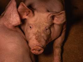 Pig in group housing - Captured at Kia-Ora Piggery, Yarrawalla VIC Australia.