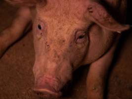 Pig in group housing - Captured at Kia-Ora Piggery, Yarrawalla VIC Australia.