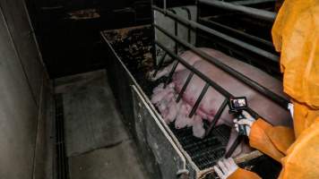 Sow with piglets in farrowing crate - An investigator films as piglets suckling from their mother in a farrowing crate - Captured at Kia-Ora Piggery, Yarrawalla VIC Australia.