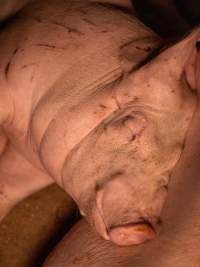 Pig with scratches in group housing - Captured at Kia-Ora Piggery, Yarrawalla VIC Australia.