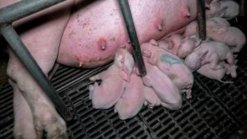 Piglets in farrowing crate - Piglets suckle from their mother in a farrowing crate - Captured at Kia-Ora Piggery, Yarrawalla VIC Australia.