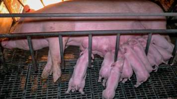 Piglets in farrowing crate - Piglets suckle from their mother in a farrowing crate - Captured at Kia-Ora Piggery, Yarrawalla VIC Australia.