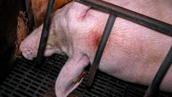 A wounded sow in a farrowing crate - A sow with a pressure sore on her head lies in a farrowing crate - Captured at Kia-Ora Piggery, Yarrawalla VIC Australia.