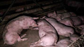 Grower pigs in group housing - Grower pigs lie in a dirty group housing pen - Captured at Kia-Ora Piggery, Yarrawalla VIC Australia.