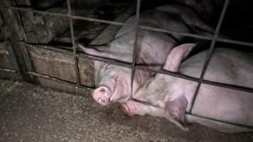 Grower pigs in group housing - Grower pigs lie in a dirty group housing pen - Captured at Kia-Ora Piggery, Yarrawalla VIC Australia.