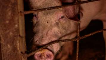 Pig in group housing - Captured at Kia-Ora Piggery, Yarrawalla VIC Australia.