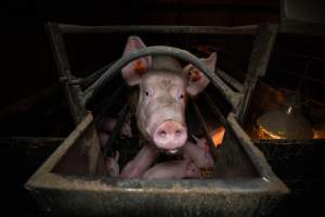 Sow in farrowing crate - A sow in a farrowing crate with her piglets - Captured at Kia-Ora Piggery, Yarrawalla VIC Australia.