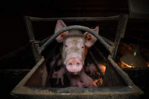 Sow in farrowing crate - A sow in a farrowing crate with her piglets - Captured at Kia-Ora Piggery, Yarrawalla VIC Australia.