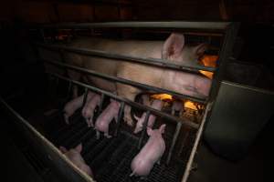 Sow in farrowing crate - A sow in a farrowing crate with her piglets - Captured at Kia-Ora Piggery, Yarrawalla VIC Australia.