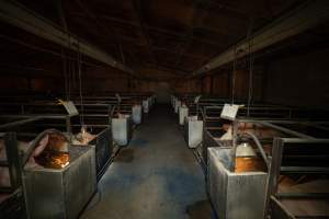 Farrowing shed - A shed full of farrowing crates - Captured at Kia-Ora Piggery, Yarrawalla VIC Australia.