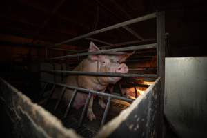 A sow in a farrowing crate - Captured at Kia-Ora Piggery, Yarrawalla VIC Australia.