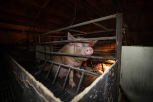 A sow in a farrowing crate - Captured at Kia-Ora Piggery, Yarrawalla VIC Australia.