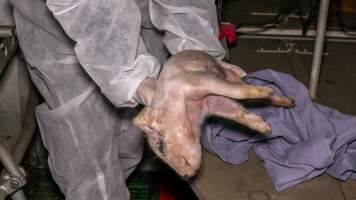 An investigator holds a dead piglet - Captured at Calivil Breeder, Calivil VIC Australia.