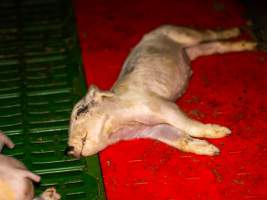 Dead piglet in a farrowing crate - Captured at Calivil Breeder, Calivil VIC Australia.