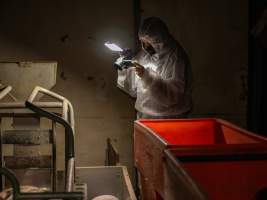 An investigator films inside a farrowing shed - Captured at Calivil Breeder, Calivil VIC Australia.