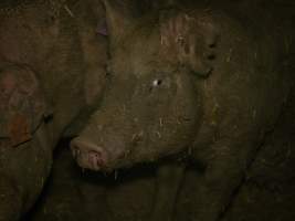 Dirty pig in group housing - A pig covered in mud and faeces stands in a group housing pen - Captured at Calivil Breeder, Calivil VIC Australia.