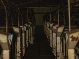 A farrowing shed - A photo down the aisle of a farrowing shed - Captured at Calivil Breeder, Calivil VIC Australia.