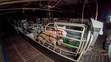 A sow in a farrowing crate - A stand stands in a farrowing crate with her piglets - Captured at Calivil Breeder, Calivil VIC Australia.