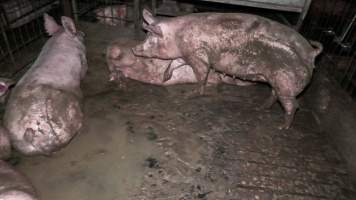 Sows in dirty group housing - Sows in a dirty group housing pen, covered in mud and waste - Captured at Calivil Breeder, Calivil VIC Australia.