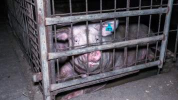 Sow in group housing - Sows in a dirty group housing pen, covered in mud and waste - Captured at Calivil Breeder, Calivil VIC Australia.