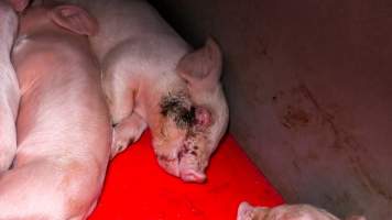 Dead piglet with wound in farrowing crate - A dead piglet with a wound on their face lies in a farrowing crate - Captured at Calivil Breeder, Calivil VIC Australia.