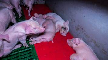 Dead piglet with wound in farrowing crate - A dead piglet with a wound on their face lies in a farrowing crate - Captured at Calivil Breeder, Calivil VIC Australia.