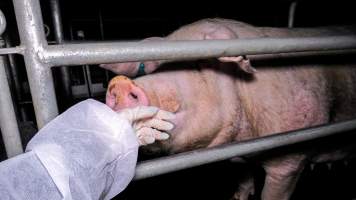 Sow in farrowing crate - An investigator interacts with a sow in a farrowing crate - Captured at Calivil Breeder, Calivil VIC Australia.