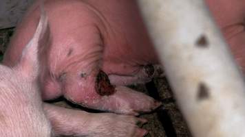 Piglet with wounded leg in farrowing crate - Captured at Calivil Breeder, Calivil VIC Australia.