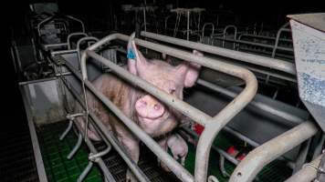 Sow in farrowing crate - A sow with her piglets in a farrowing crate - Captured at Calivil Breeder, Calivil VIC Australia.