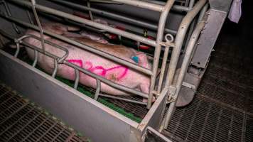 A sow with cull written on her - A large sow with cull written on her back lies in a farrowing crate - Captured at Calivil Breeder, Calivil VIC Australia.