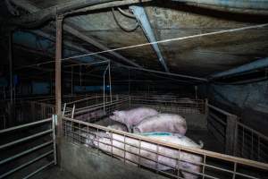 Sows in group housing - Captured at Calivil Breeder, Calivil VIC Australia.