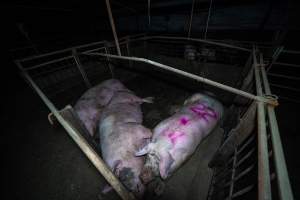 Sows in group housing - Sows lie in dirty group housing pens - Captured at Calivil Breeder, Calivil VIC Australia.